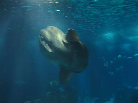 Image of Mola