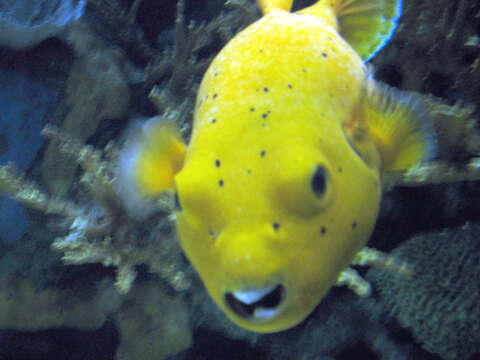 Image of Black Spotted Blow Fish