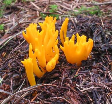 Image of Calocera viscosa (Pers.) Fr. 1821