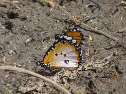 Image of Danaus (Anosia) chrysippus subsp. alcippus Cramer 1777