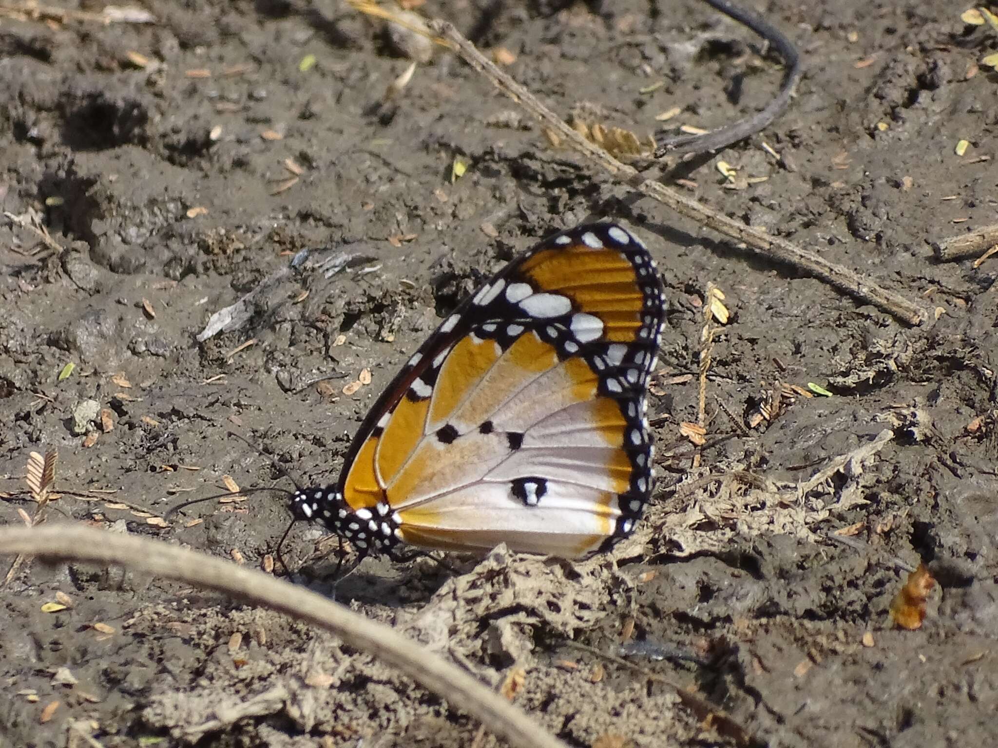 Image of Danaus (Anosia) chrysippus subsp. alcippus Cramer 1777