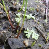 Image of Riccia huebeneriana subsp. sullivantii (Austin) R. M. Schust.