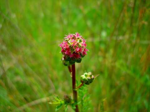 Слика од Poterium sanguisorba L.