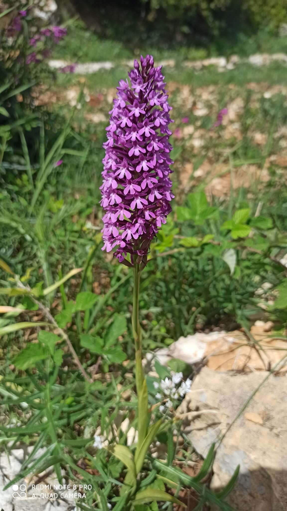 Image of Anacamptis pyramidalis var. pyramidalis