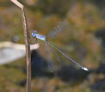 Image of <i>Lestes simulatrix</i>