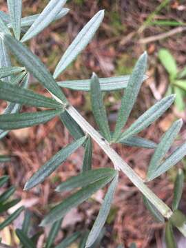 صورة Genista linifolia L.