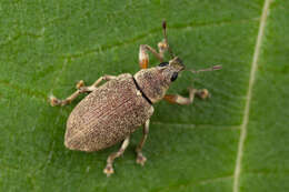 Image of Cratopus (Cratopus) adspersus C. O. Waterhouse 1884