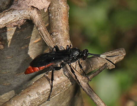 Image of Protichneumon grandis (Brulle 1846)