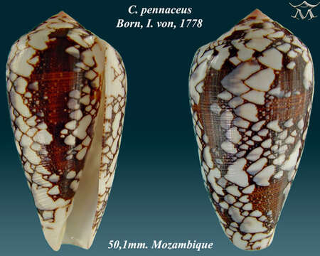 Image of Feathered Cone