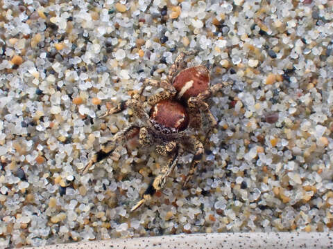 Image of Habronattus peckhami (Banks 1921)