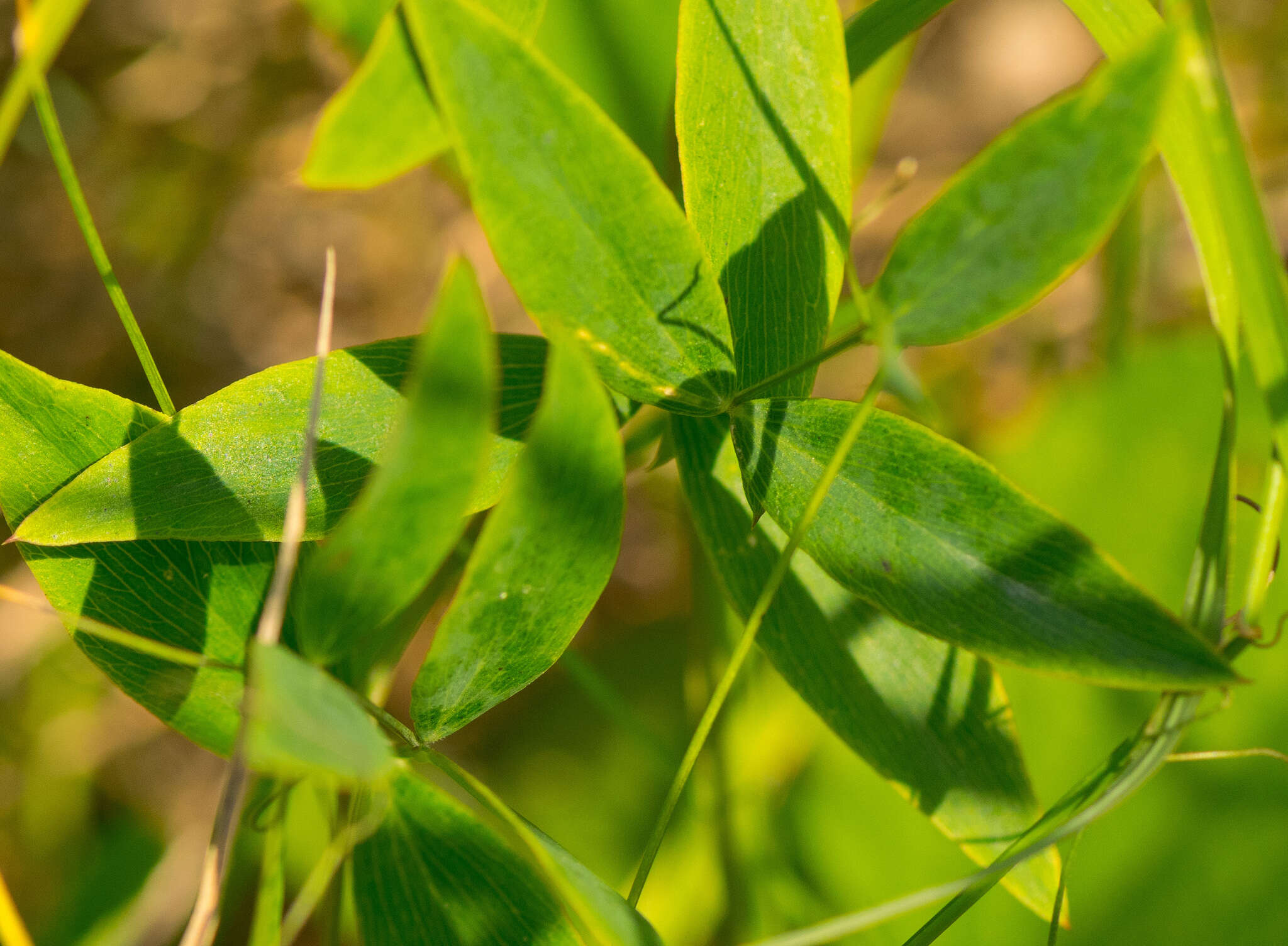 Слика од Lathyrus palustris L.