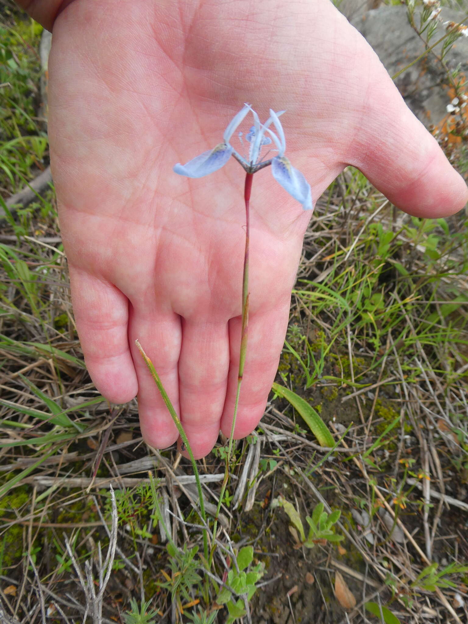 Image of Moraea punctata Baker