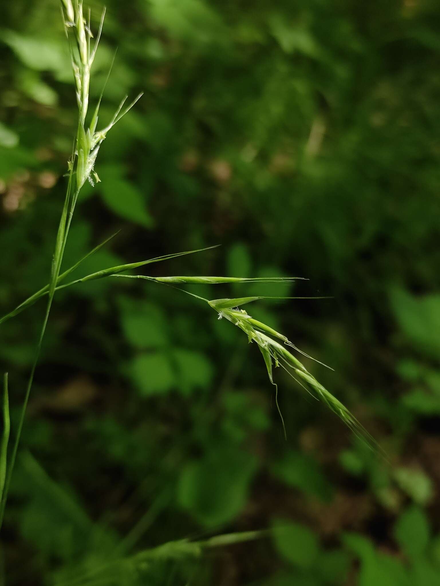 Image of Schizachne purpurascens subsp. callosa (Turcz. ex Griseb.) T. Koyama & Kawano