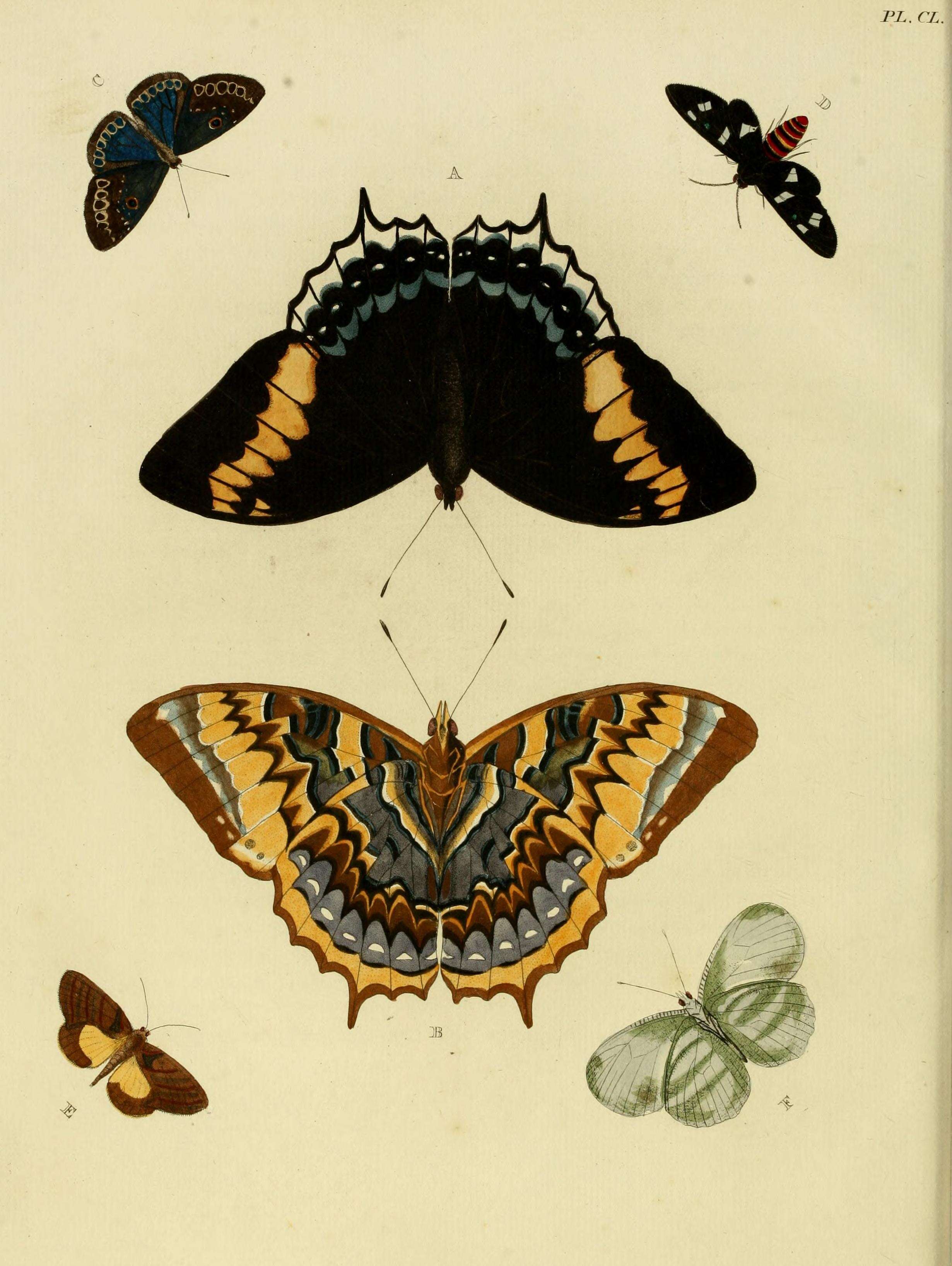 Image of Euchromia creusa Linnaeus 1758