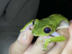 Image of Pink-sided Treefrog