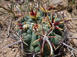 Image of Sclerocactus uncinatus subsp. crassihamatus (F. A. C. Weber) N. P. Taylor