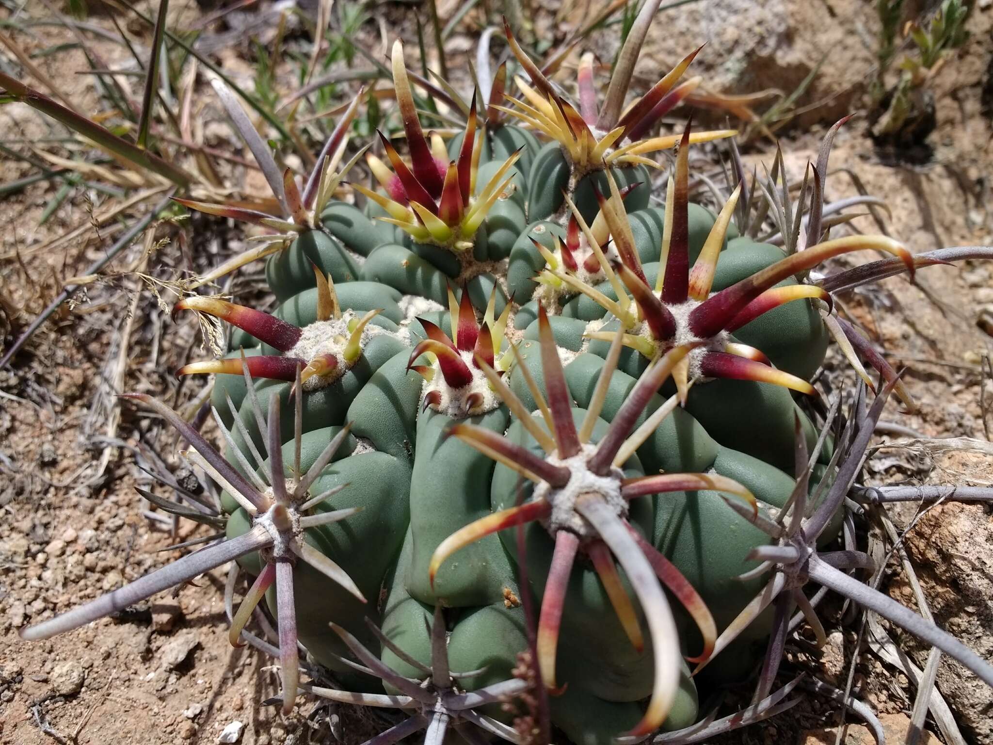 Image of Sclerocactus uncinatus subsp. crassihamatus (F. A. C. Weber) N. P. Taylor