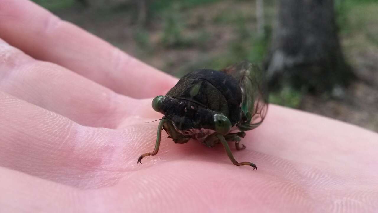 Image of Neotibicen tibicen (Linnaeus 1758)