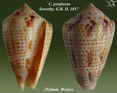 Image de Conasprella perplexa (G. B. Sowerby II 1857)