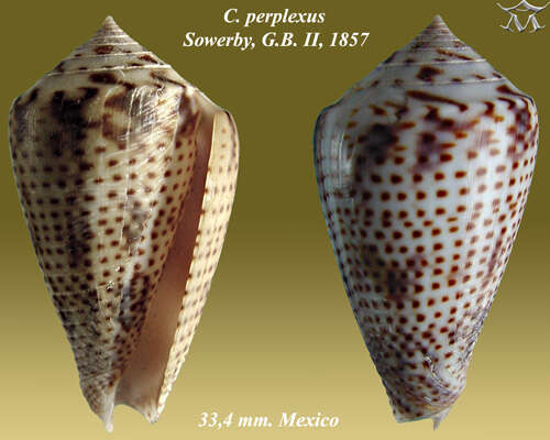 Image de Conasprella perplexa (G. B. Sowerby II 1857)