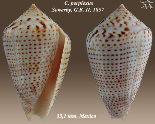 Image of Conasprella perplexa (G. B. Sowerby II 1857)