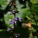 Imagem de Calopogonium caeruleum (Benth.) Sauvalle