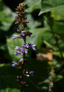 Imagem de Calopogonium caeruleum (Benth.) Sauvalle