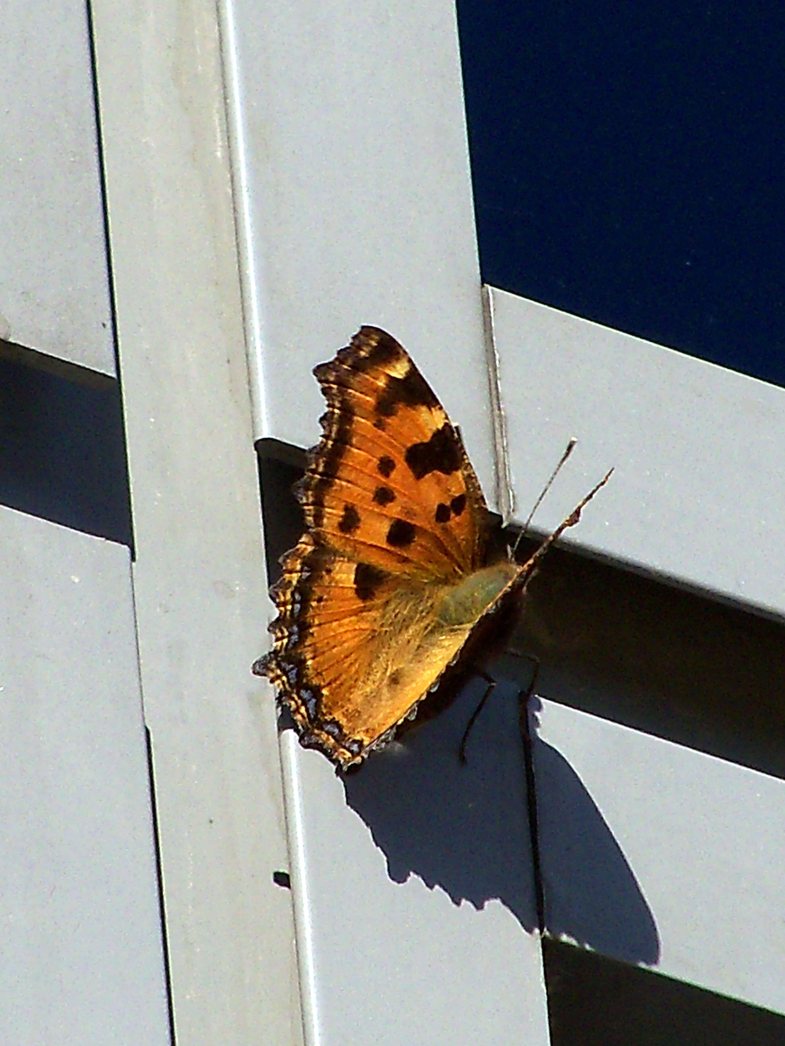 Nymphalis polychloros Linnaeus 1758 resmi