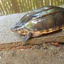 Image of Giant Musk Turtle