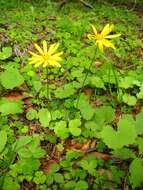 Plancia ëd Dolichorrhiza renifolia (C. A. Mey.) Galushko