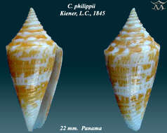 Image of Conus philippii Kiener 1847