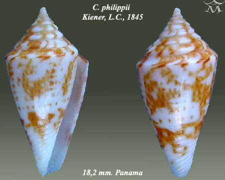 Image of Conus philippii Kiener 1847