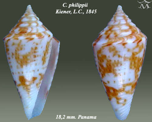 Image of Conus philippii Kiener 1847