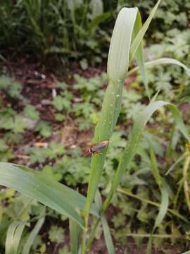 Plancia ëd <i>Cantharis annularis</i>