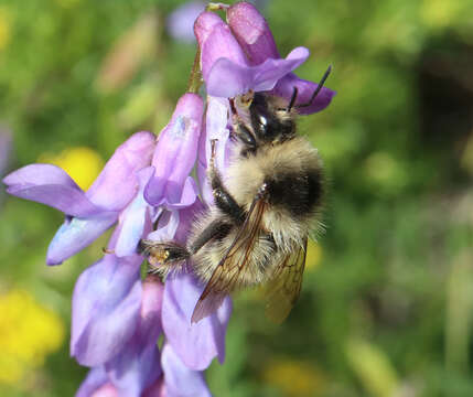 Image of Bombus veteranus (Fabricius 1793)