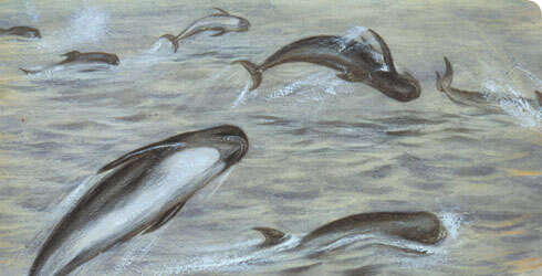 Image of Atlantic Pilot Whale