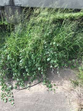 Image of Guinea Grass