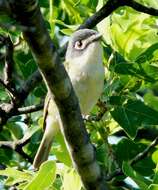 Слика од Vireo atricapilla Woodhouse 1852