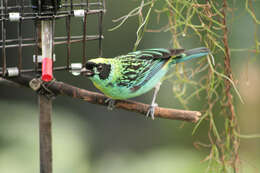 Tangara schrankii (Spix 1825) resmi