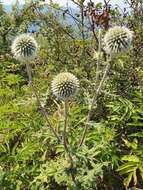 Image of Echinops sphaerocephalus subsp. albidus (Boiss. & Spruner) Kozuharov