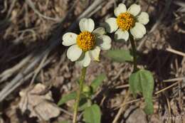 Imagem de Zinnia angustifolia var. littoralis (B. L. Rob. & Greenm.) B. L. Turner