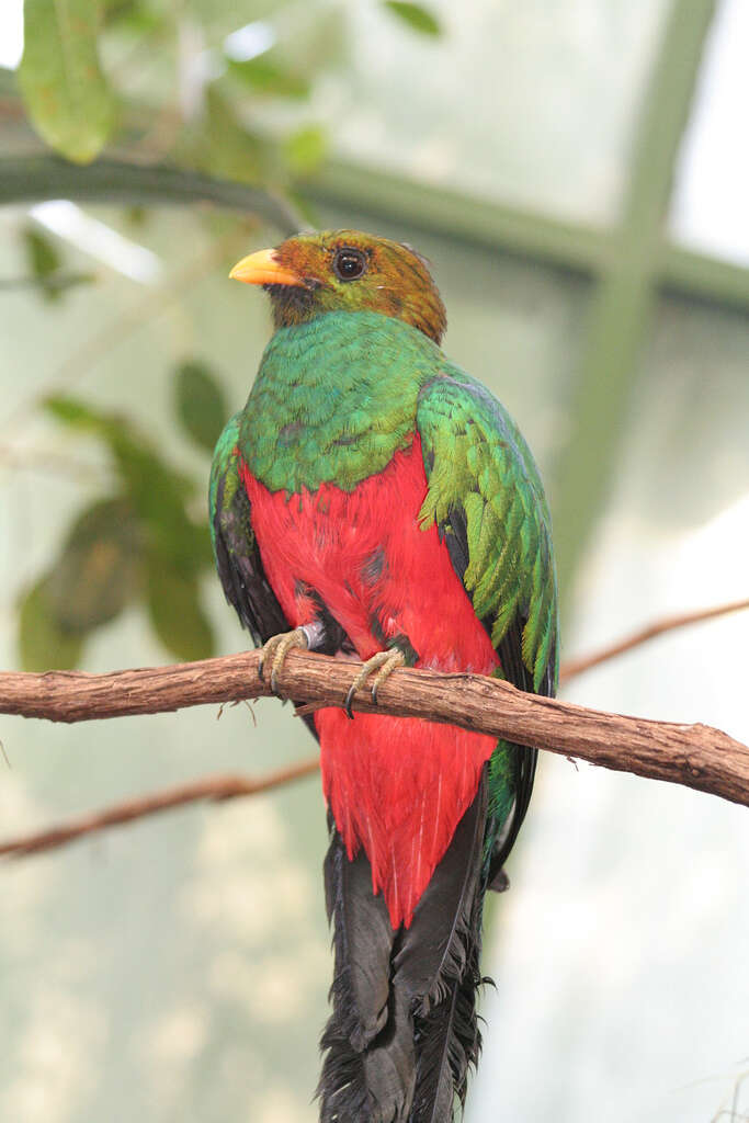 Image de Quetzal doré