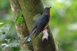 Image of Chestnut-breasted Cuckoo