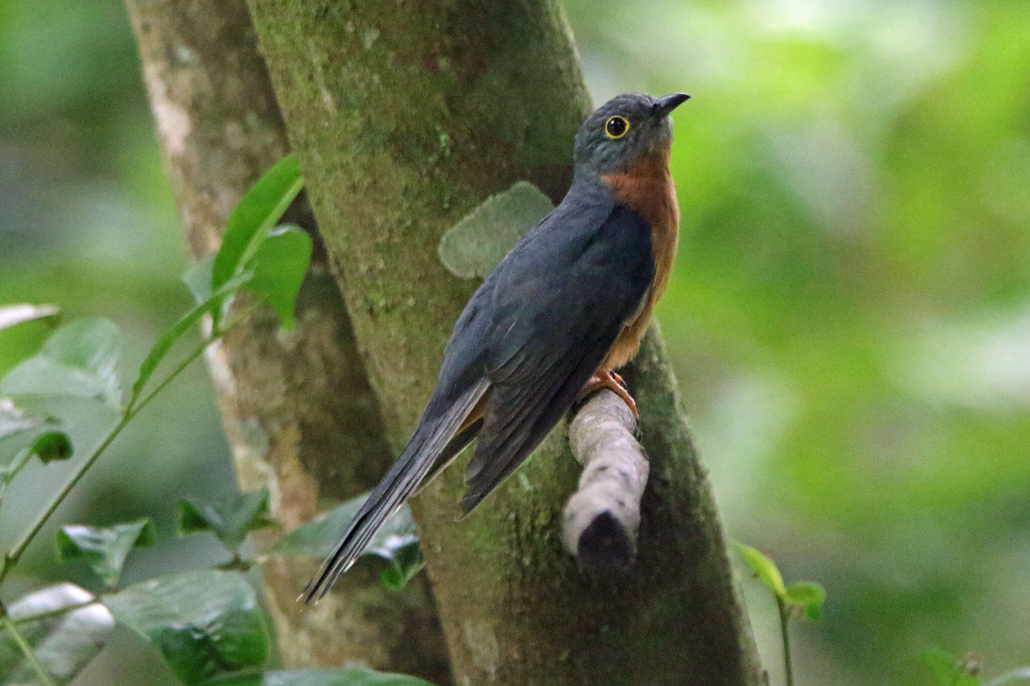 Image of Chestnut-breasted Cuckoo