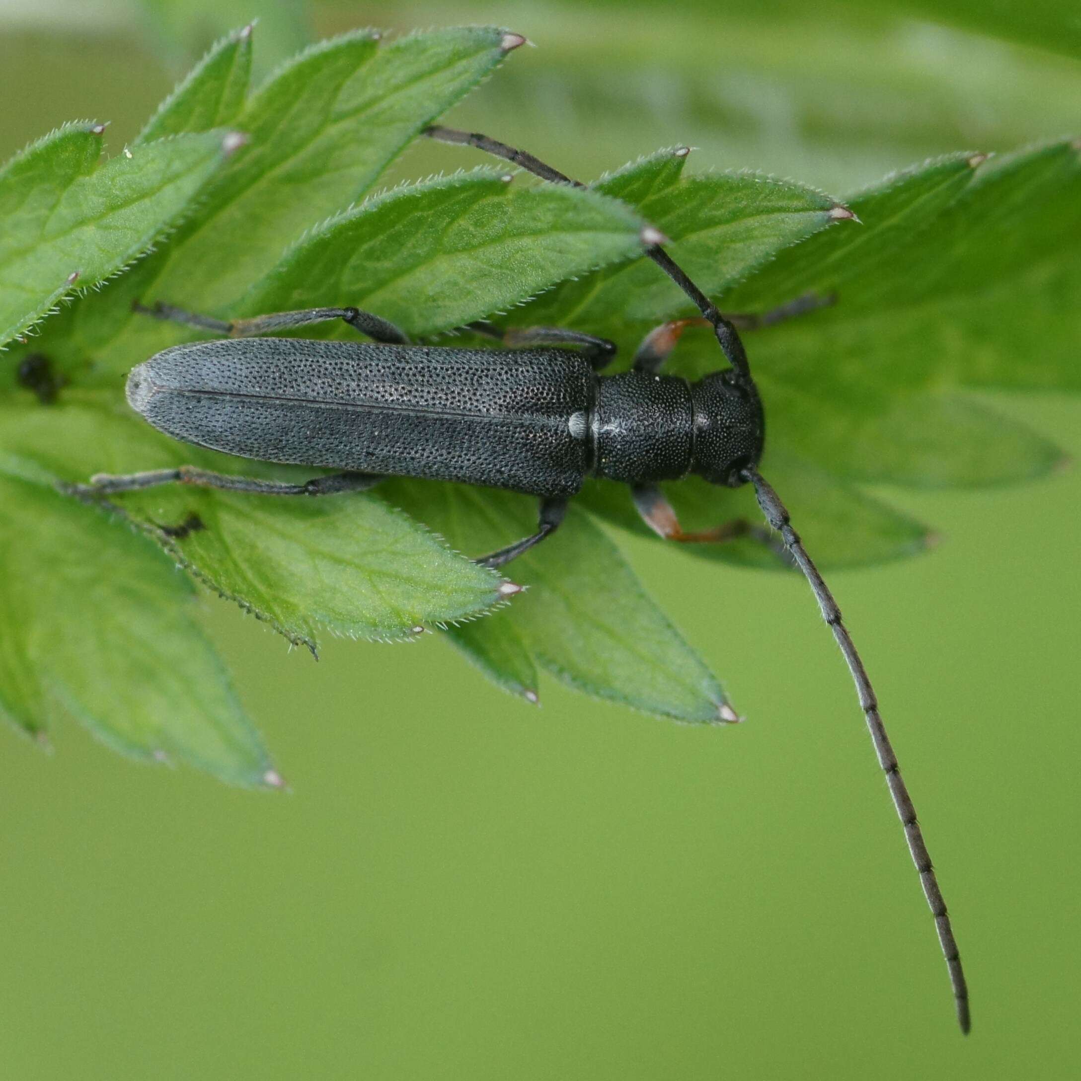 Слика од Phytoecia cylindrica (Linné 1758)