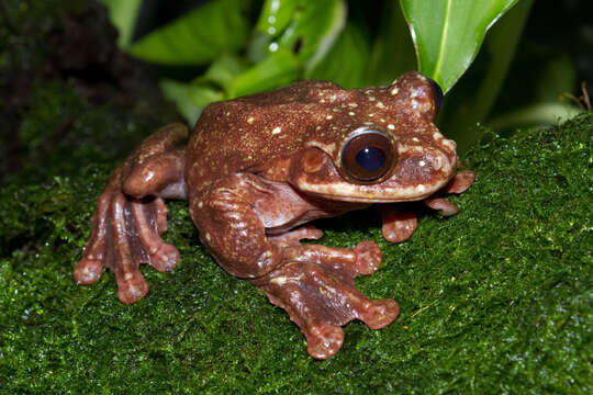 Image of Rabb's fringe-limbed treefrog