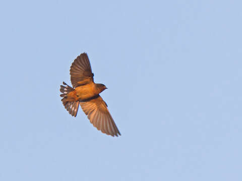 Image of Red-throated Cliff Swallow