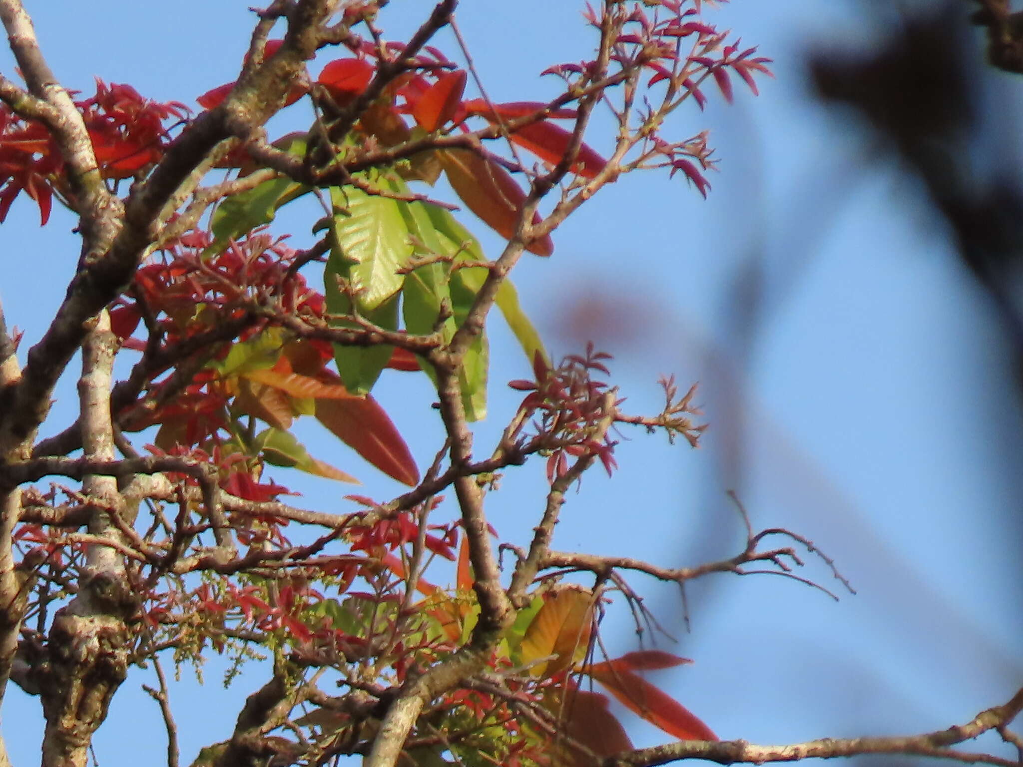 Image of lac tree