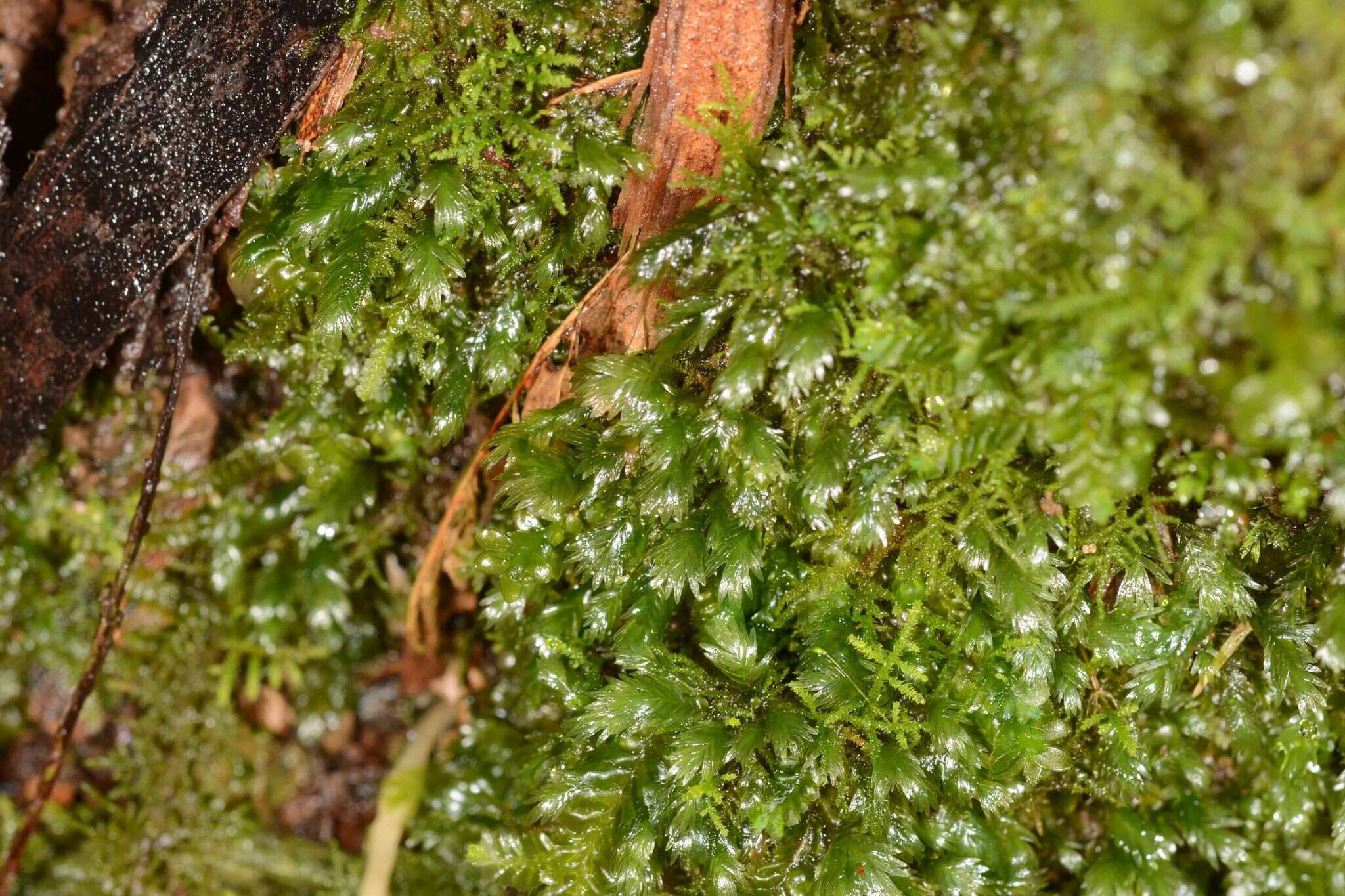 Fissidens oblongifolius var. oblongifolius resmi