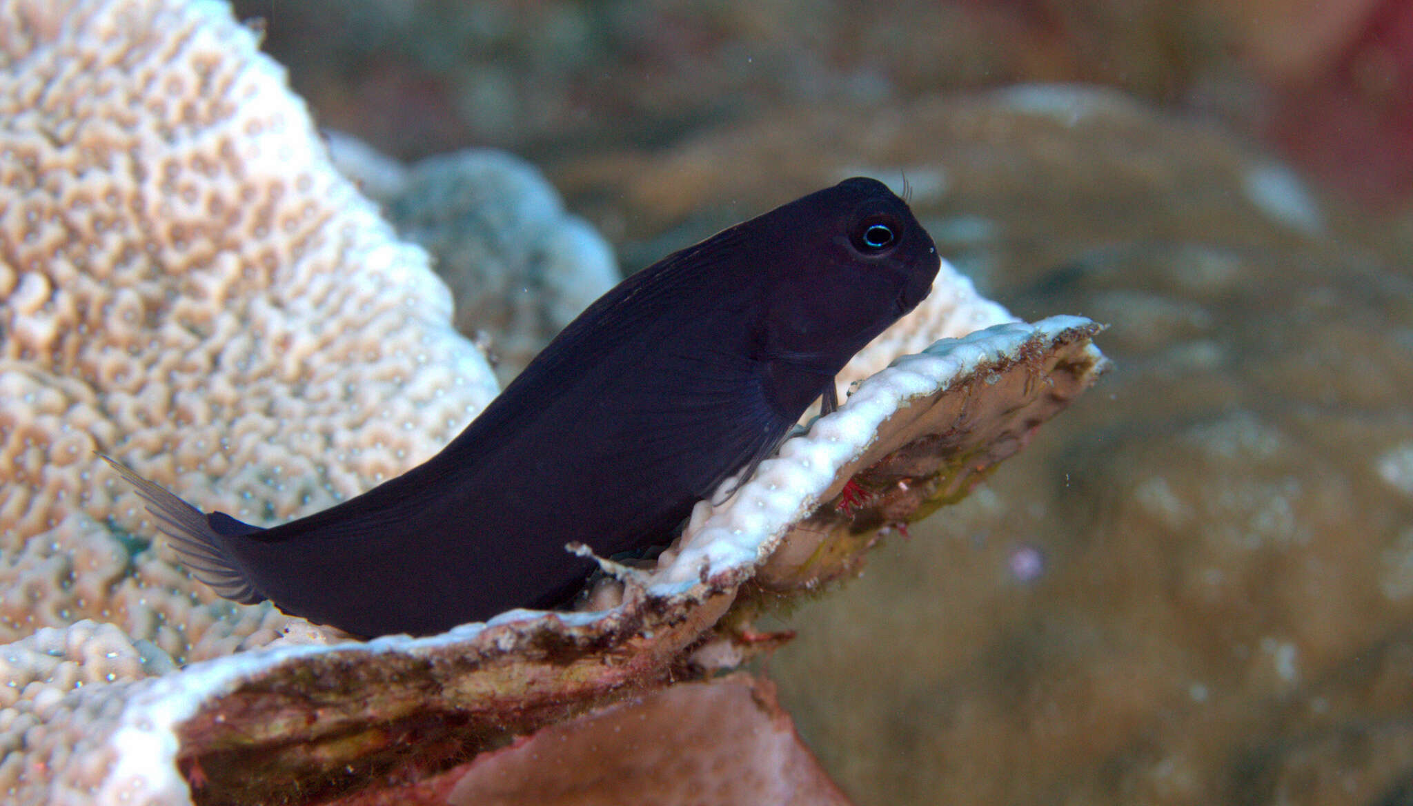 Image of Black Comb-tooth